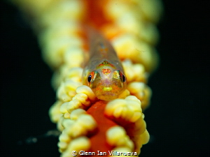 This is a photo of a whipcoral goby. Taken in Anilao, Phi... by Glenn Ian Villanueva 